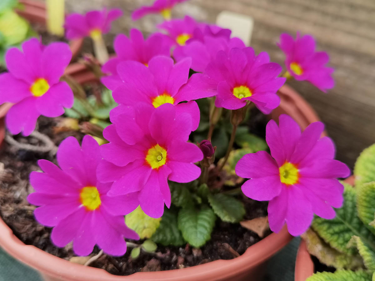 Primula sélection Vivalpi photo